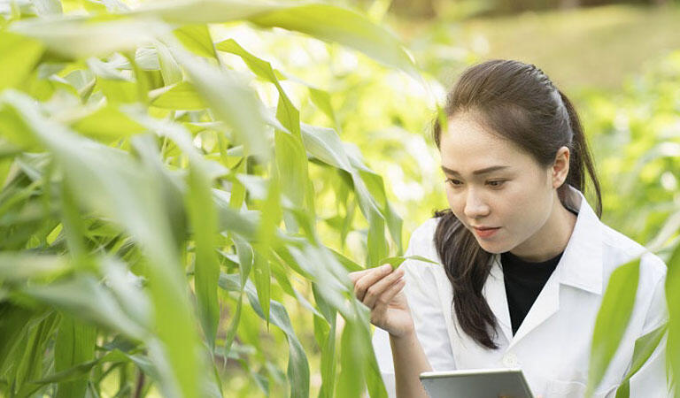 Kỹ sư trồng trọt làm việc tại các nông trại ở Nhật Bản