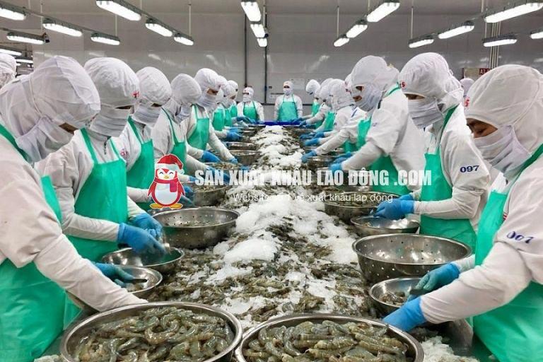 Phân loại và đóng gói tôm là công việc phố biến của ngành chế biến thủy sản ở Nhật