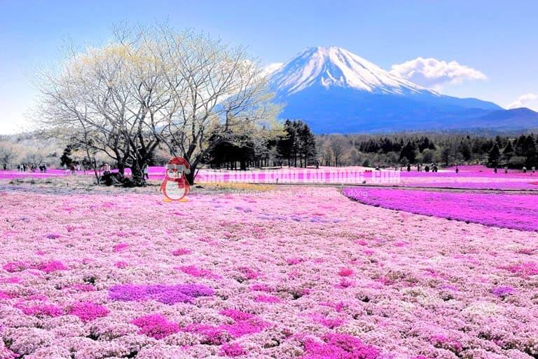 Vùng đất Saitama có nhiều cảnh quan thiên nhiên đẹp