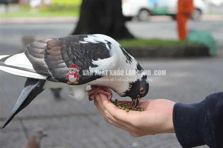 Cho chim bồ câu ăn là một hành động bị cấm ở Singapore