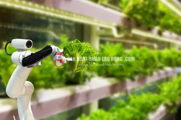 Ngành nông nghiệp công nghệ cao tại Gifu có nhu cầu tuyển dụng lao động cao