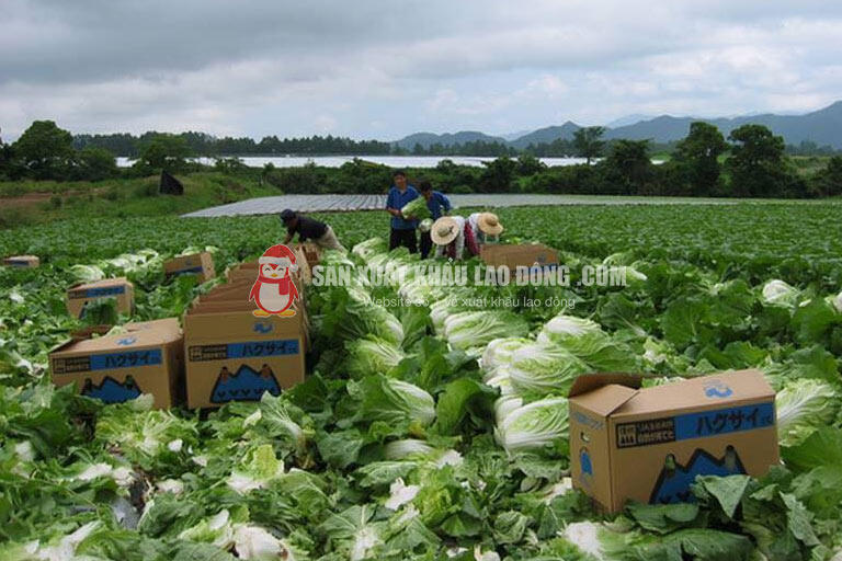 Ngành nông nghiệp tại Nagano đang rất cần nhân lực 