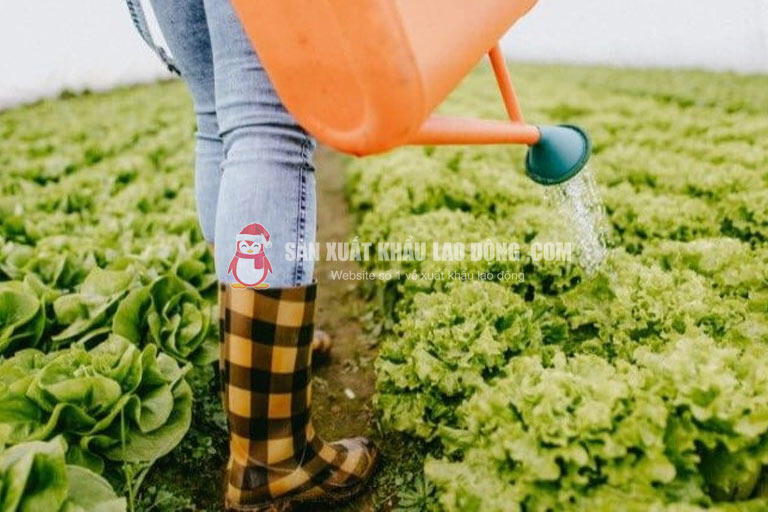 Mô phỏng công việc đơn nông nghiệp ngắn hạn tại Nagano