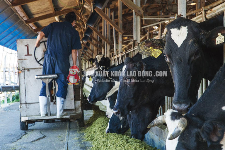 Mô phỏng công việc chăn nuôi bò sữa