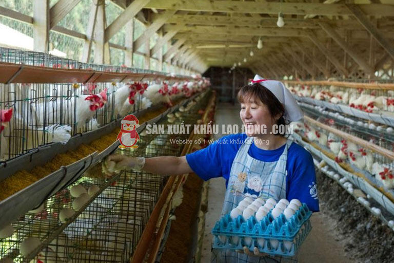 Mô phỏng công việc nhặt trứng gà tại Chiba
