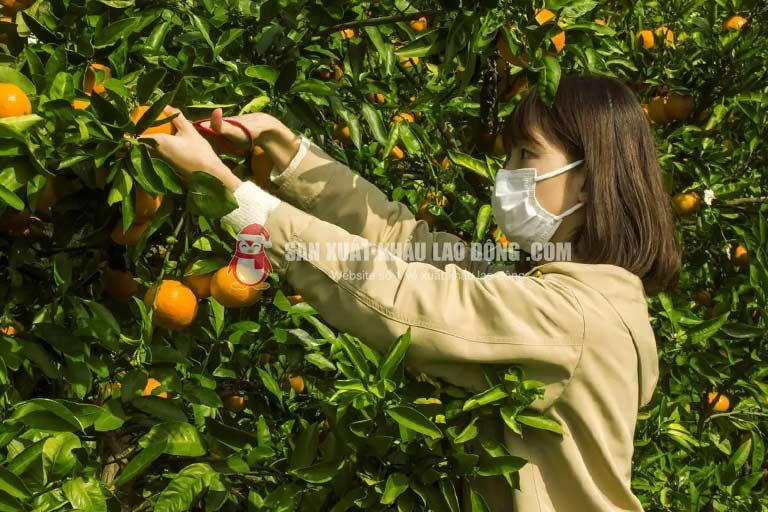 Wakayama có nhiều đơn hàng nông nghiệp đặc biệt là trồng và chăm sóc quýt