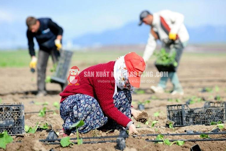C&ocirc;ng việc n&ocirc;ng nghiệp tại Hy Lạp c&oacute; thể bao gồm trồng, tưới nước, l&agrave;m cỏ v&agrave; chăm s&oacute;c c&acirc;y