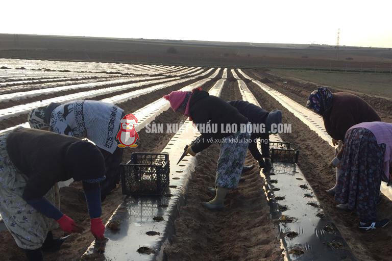 C&ocirc;ng việc n&ocirc;ng nghiệp y&ecirc;u cầu người lao động c&oacute; thể lực tốt